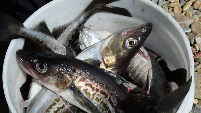“求饶”晚了！这就是惹怒中国的下场？岸田没料到普京早已出手(图1)