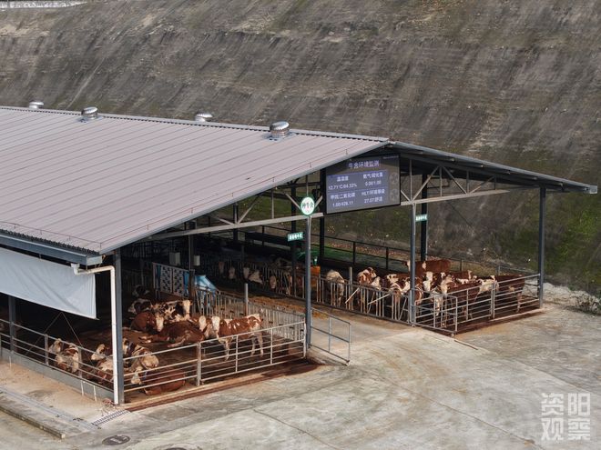 四川省肉牛牧草现代种业育种创新基地从实验室到牧场的育种突破(图2) 四川省肉牛牧草现代种业育种创新基地从实验室到牧场的育种突破(图2)